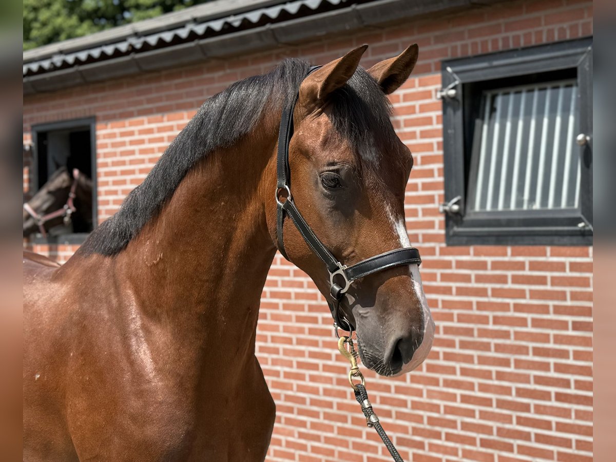 KWPN Hengst 2 Jahre 167 cm Brauner in Zieuwent