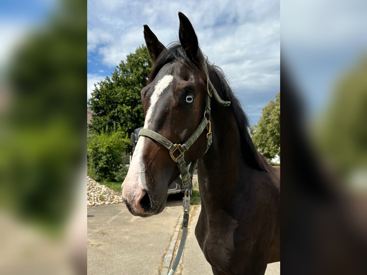 KWPN Hengst 2 Jahre 167 cm Dunkelbrauner in Ulm