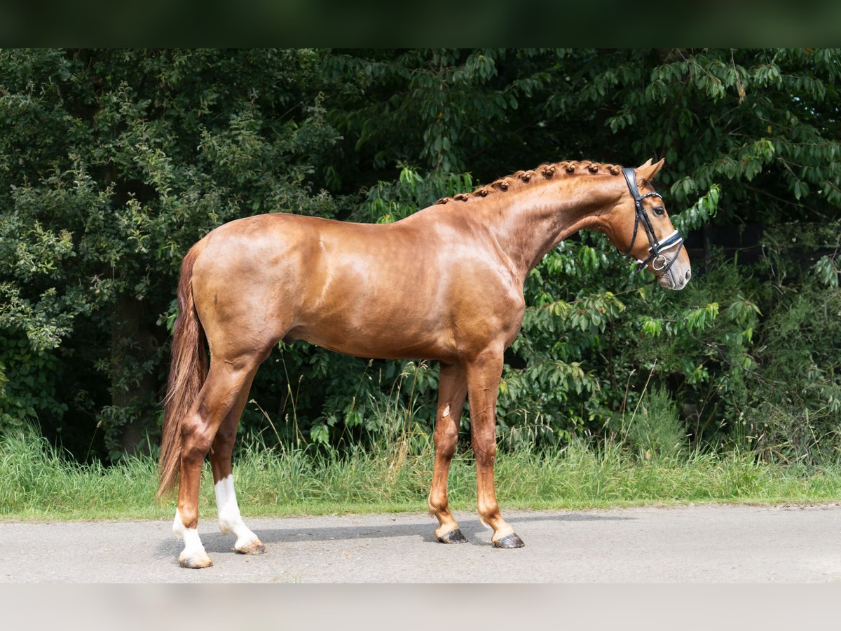 KWPN Hengst 2 Jahre 167 cm Fuchs in Oosterhout