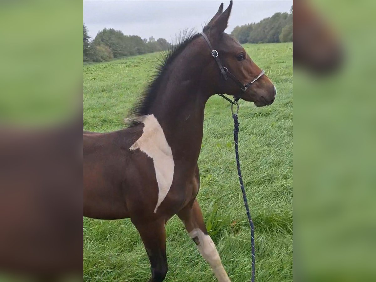 KWPN Hengst 2 Jahre 167 cm in Lippenhuizen