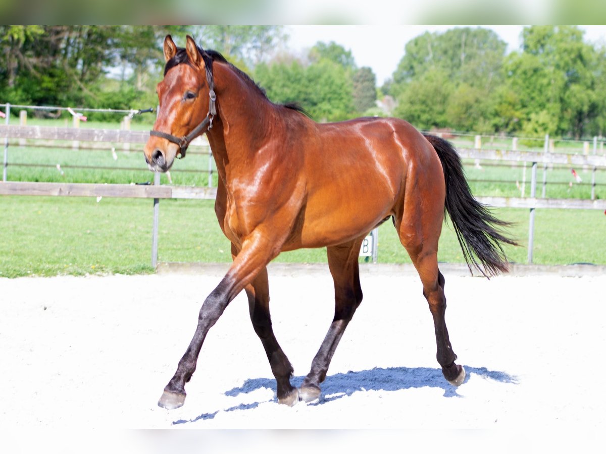 KWPN Hengst 2 Jahre 168 cm Brauner in Balen