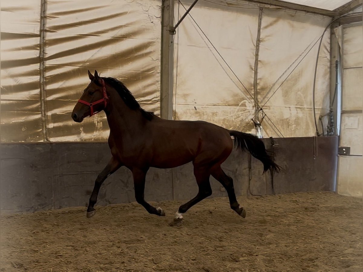 KWPN Hengst 2 Jahre 168 cm Brauner in Gyula