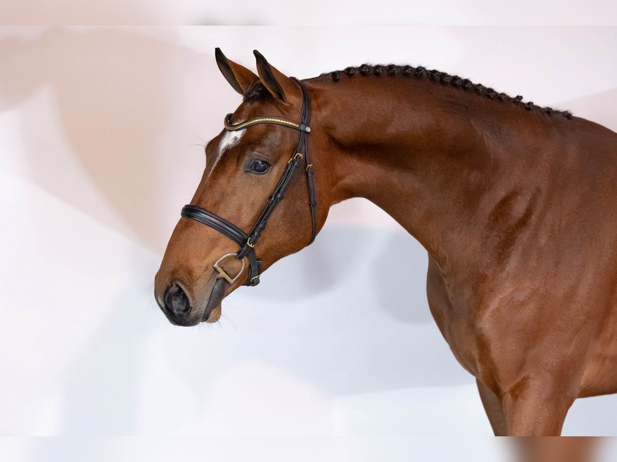 KWPN Hengst 2 Jahre 168 cm Brauner in Heerde