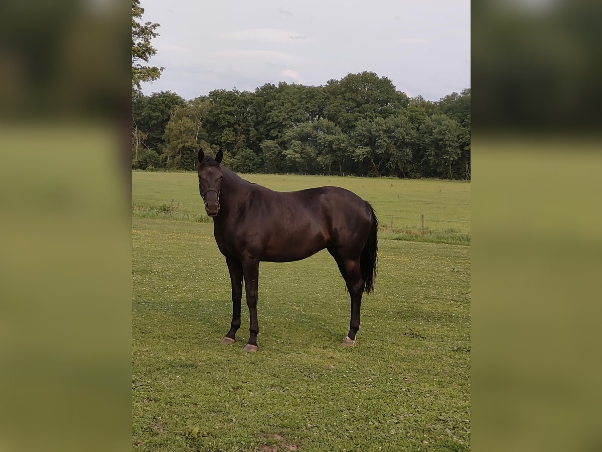 KWPN Hengst 2 Jahre 169 cm Dunkelbrauner in Haler