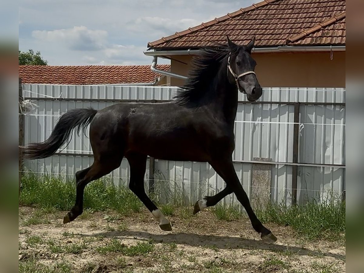 KWPN Hengst 2 Jahre 169 cm Rappe in Bekke