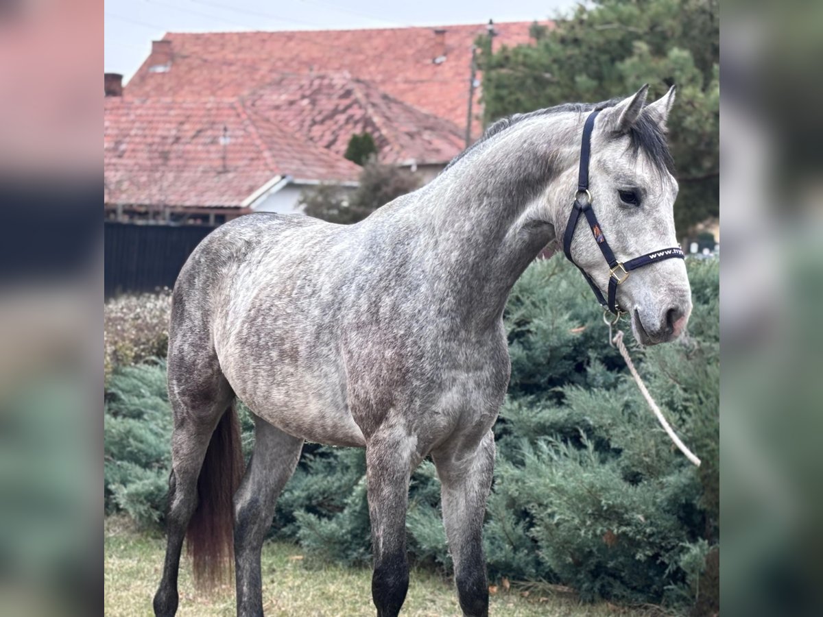 KWPN Hengst 2 Jahre 170 cm Apfelschimmel in B&#xE9;k&#xE9;s