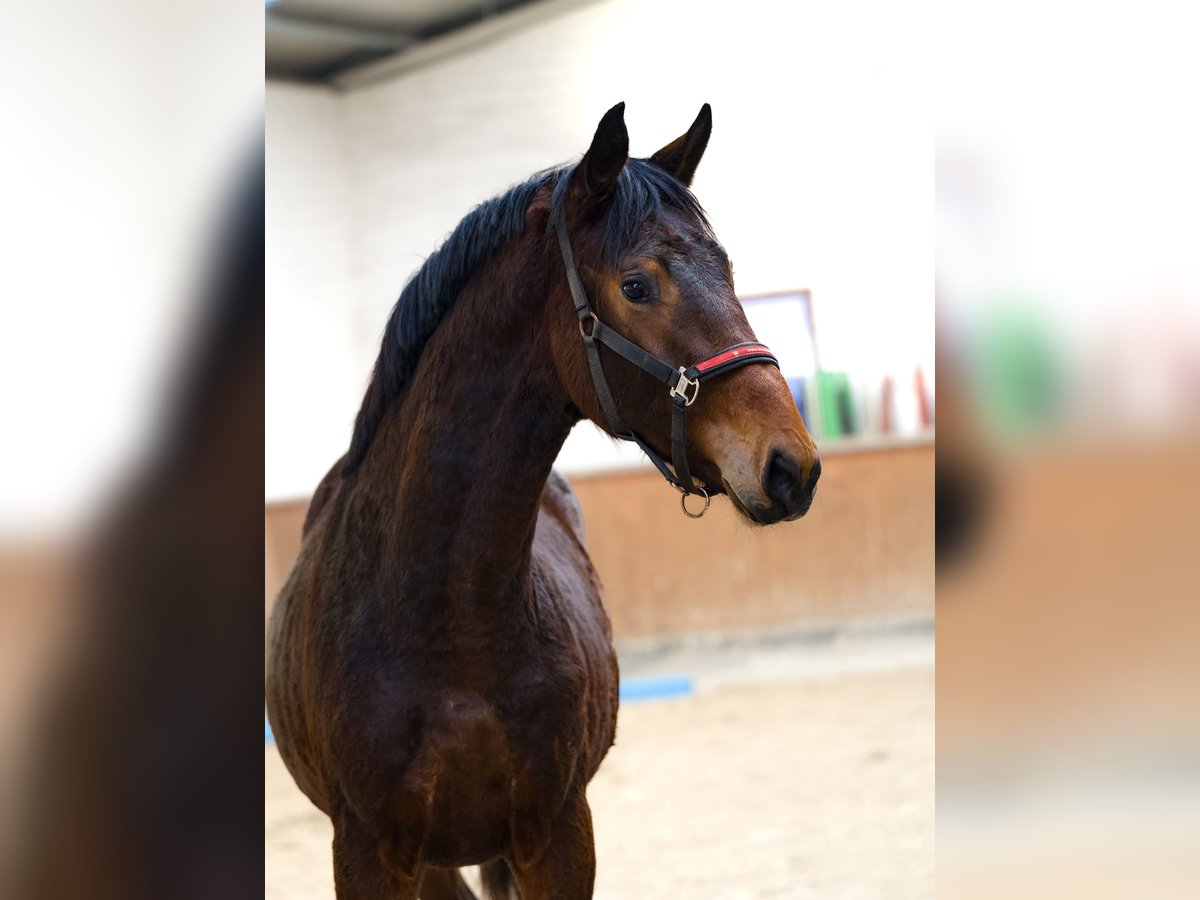 KWPN Hengst 2 Jahre 170 cm Brauner in Schüttorf