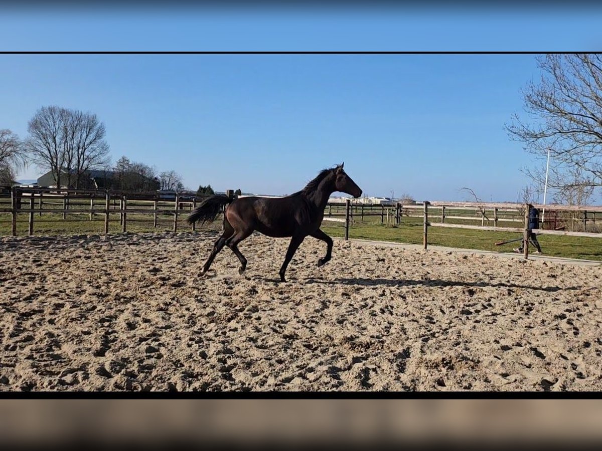 KWPN Hengst 2 Jahre 171 cm Dunkelbrauner in Andijk