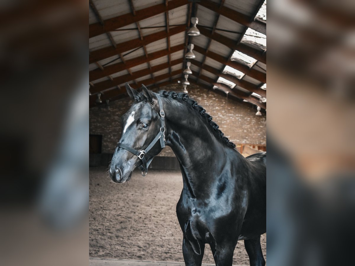 KWPN Hengst 2 Jahre in Hapert