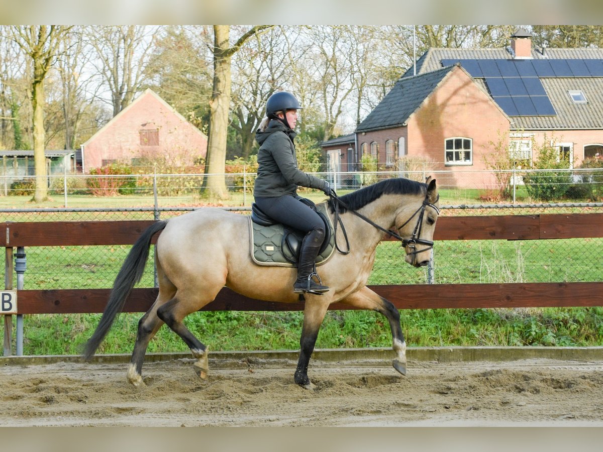 KWPN Mix Hengst 3 Jaar 148 cm Buckskin in Oss