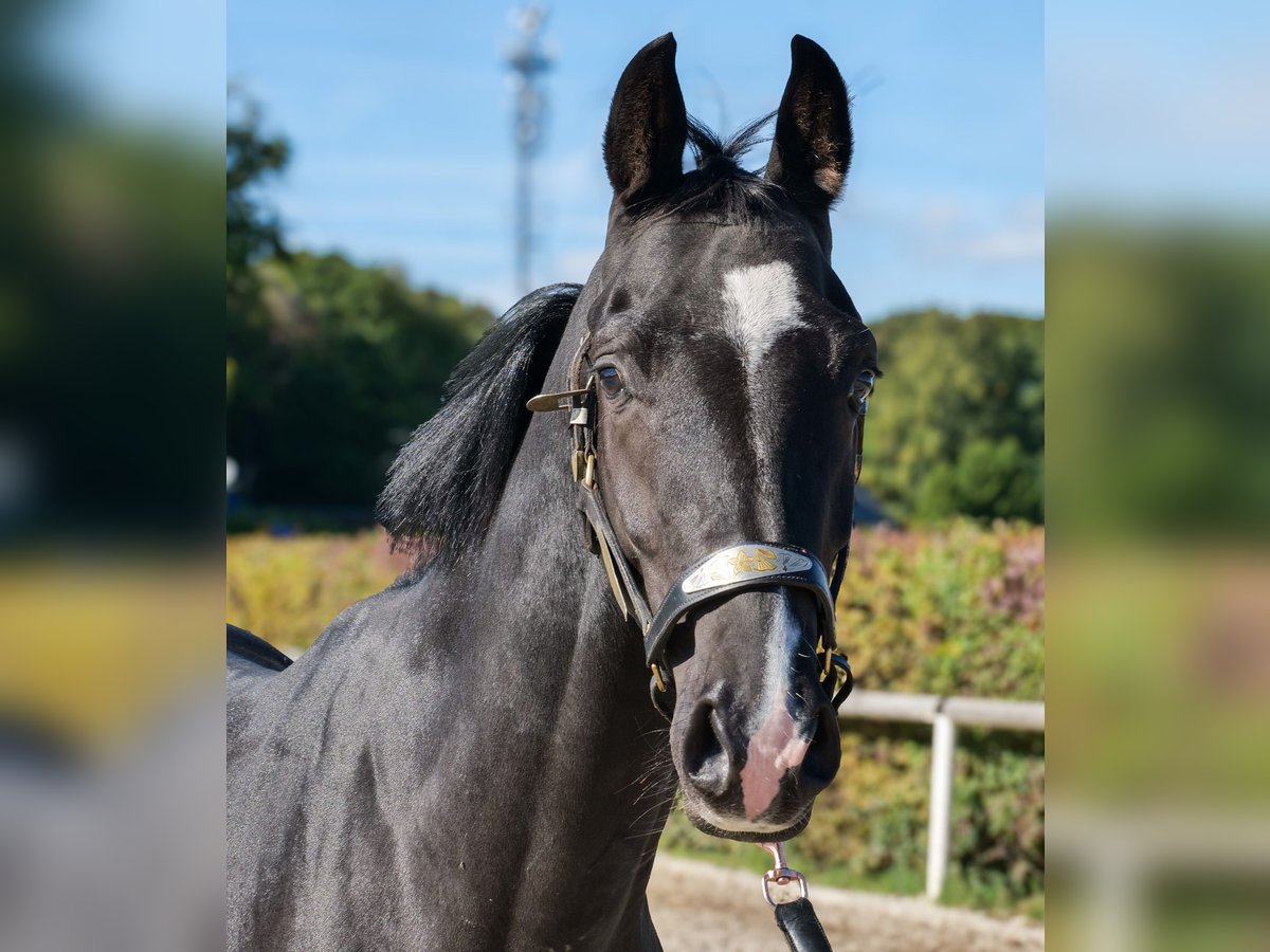 KWPN Hengst 3 Jaar 153 cm Zwart in Neustadt (Wied)