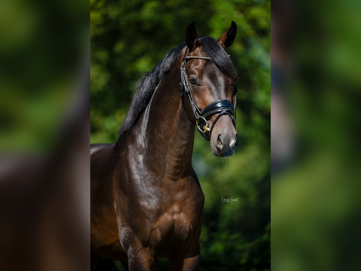 KWPN Hengst 3 Jaar 163 cm Donkerbruin in Weert