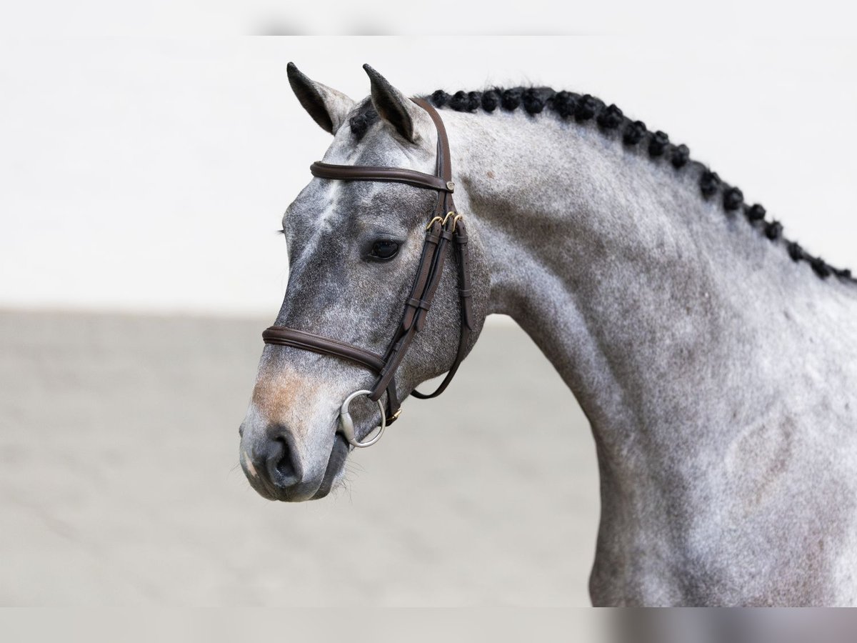 KWPN Hengst 3 Jaar 164 cm Schimmel in Heerde