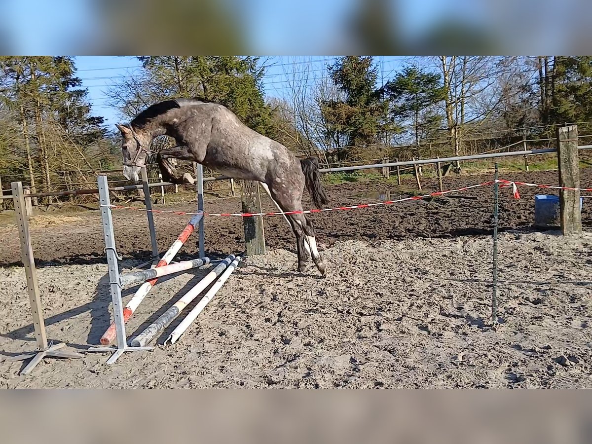 KWPN Hengst 3 Jaar 165 cm Blauwschimmel in Beilen