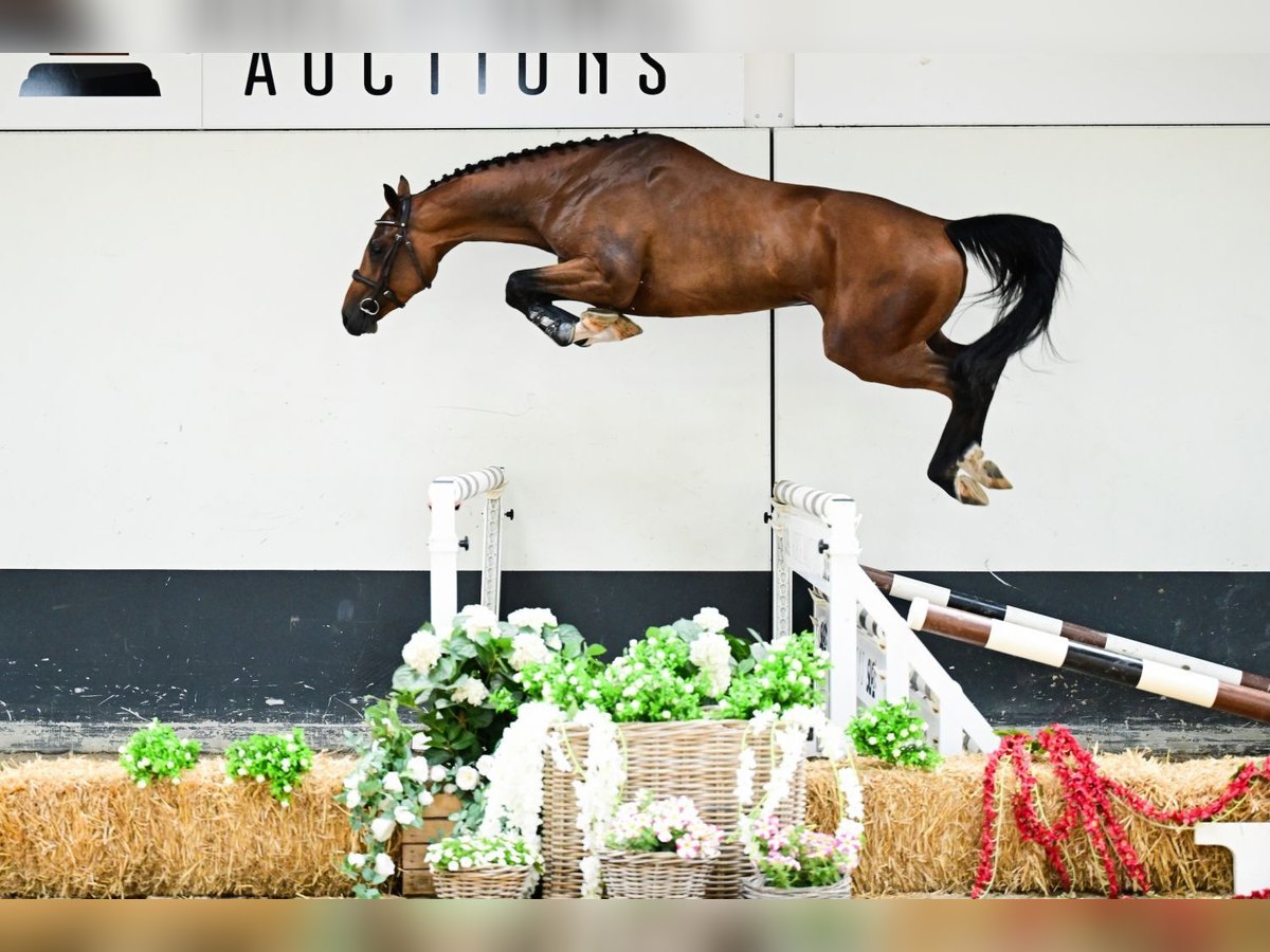KWPN Hengst 3 Jaar 165 cm Bruin in Bladel