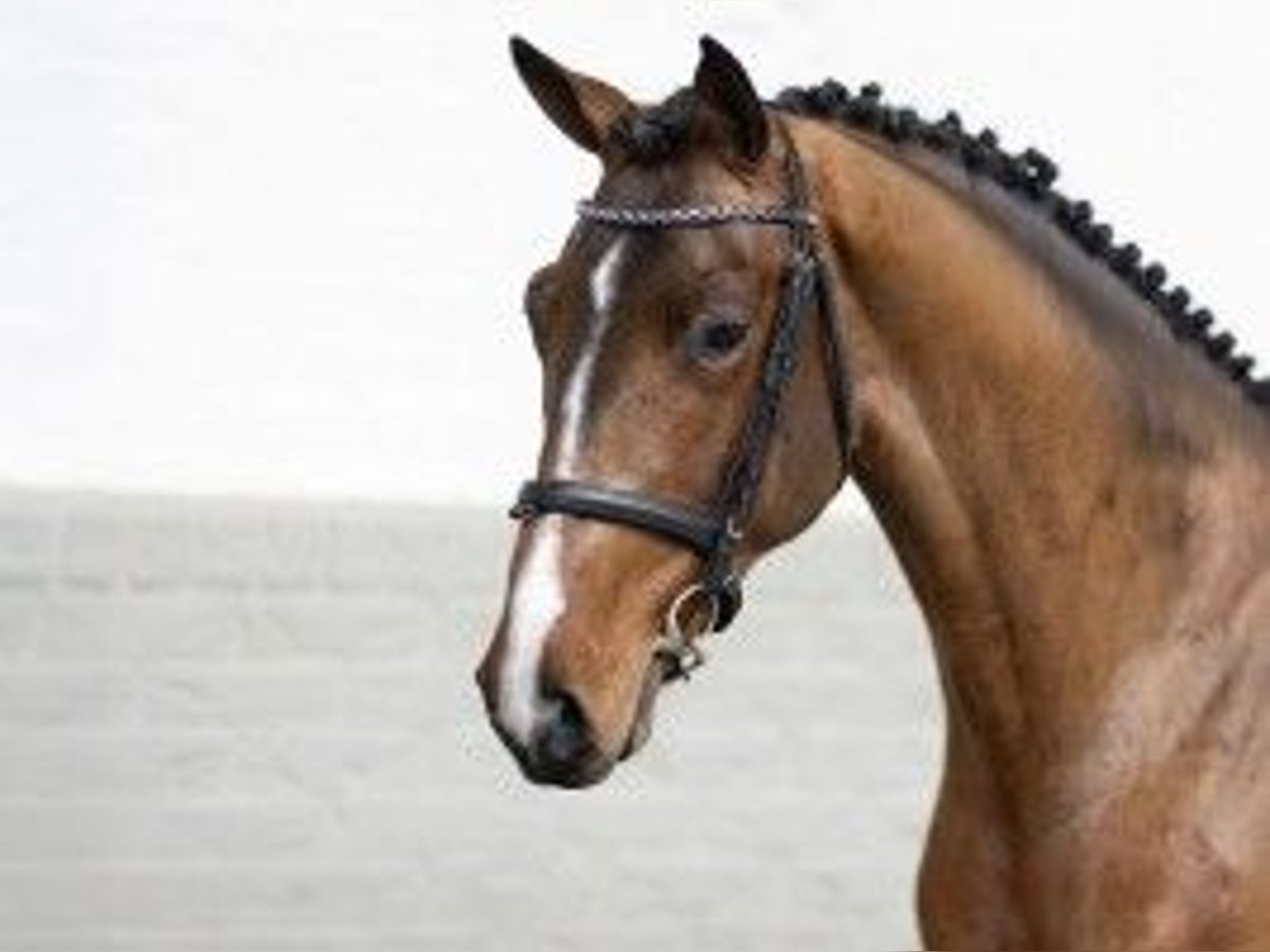 KWPN Hengst 3 Jaar 165 cm Bruin in Heerde