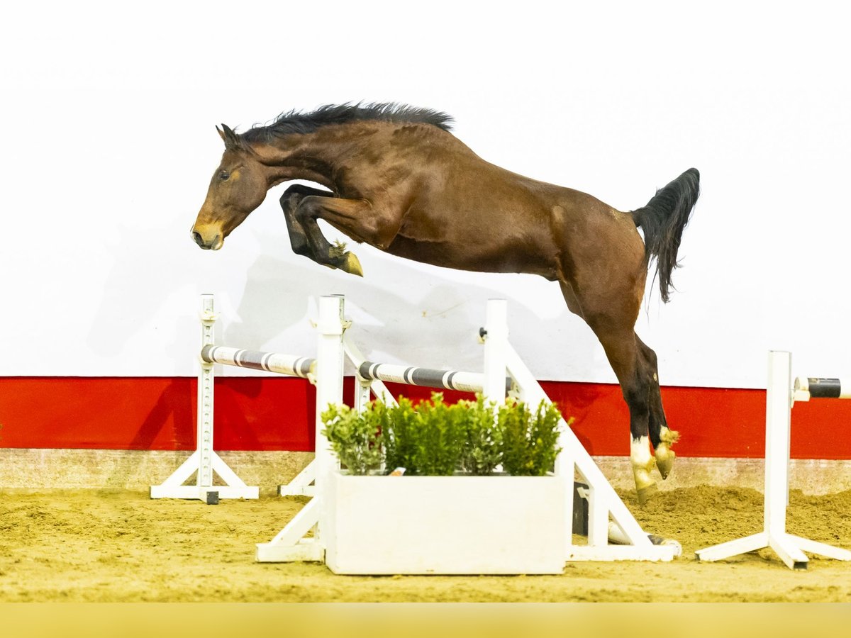 KWPN Hengst 3 Jaar 166 cm Bruin in Waddinxveen