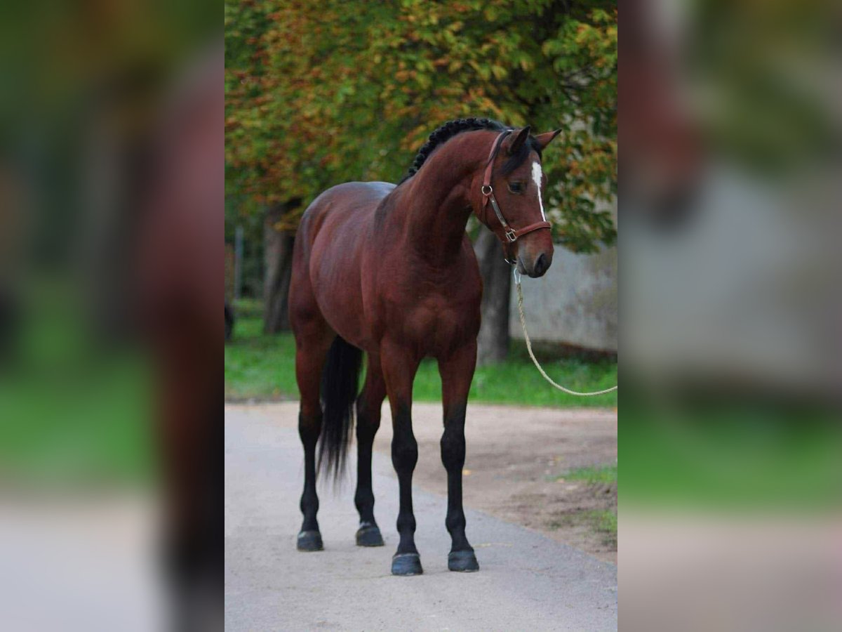 KWPN Hengst 3 Jaar 168 cm Donkerbruin in Kecskemet