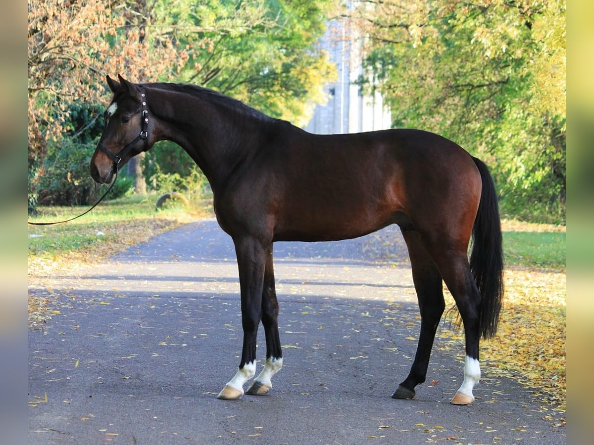 KWPN Hengst 3 Jaar 168 cm in Gyula