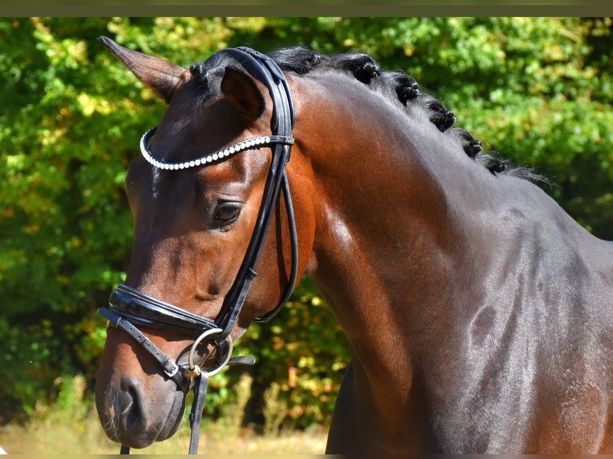 KWPN Hengst 3 Jaar 170 cm Donkerbruin in Neuss