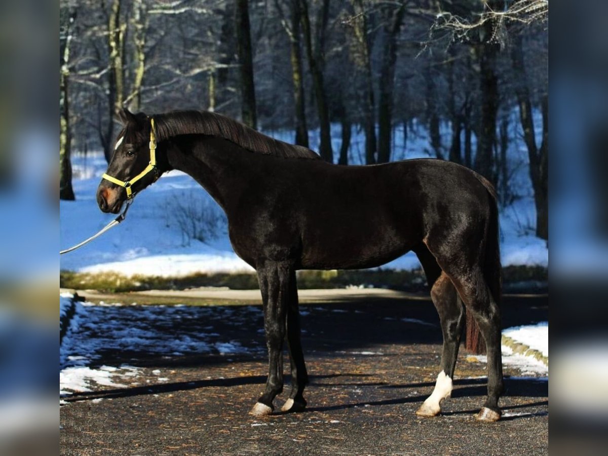 KWPN Hengst 3 Jaar 170 cm Donkerbruin in Murska sobota