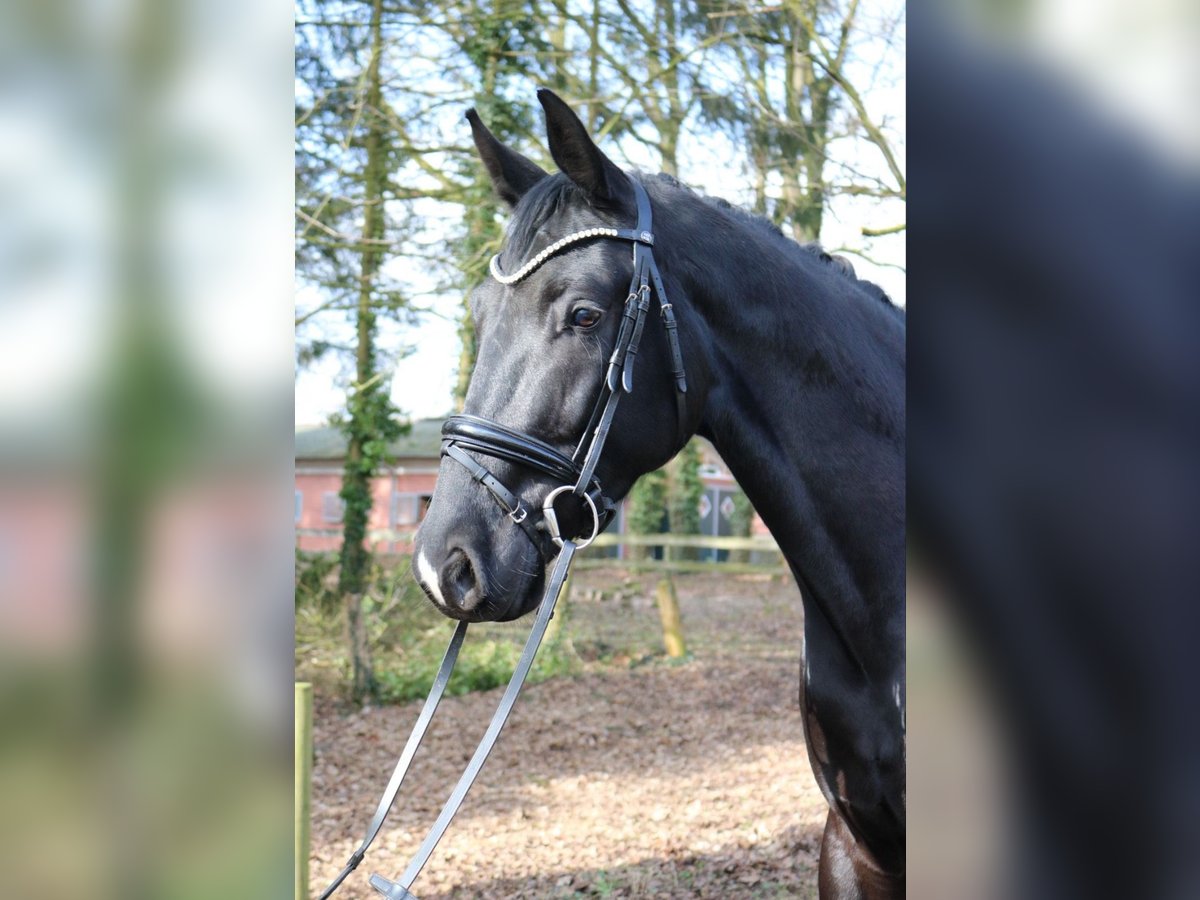 KWPN Hengst 3 Jaar 170 cm Zwart in F&#xFC;rstenau