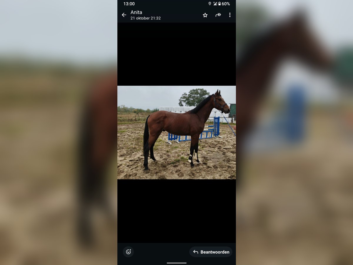 KWPN Hengst 3 Jaar 173 cm Bruin in Hoogeveen