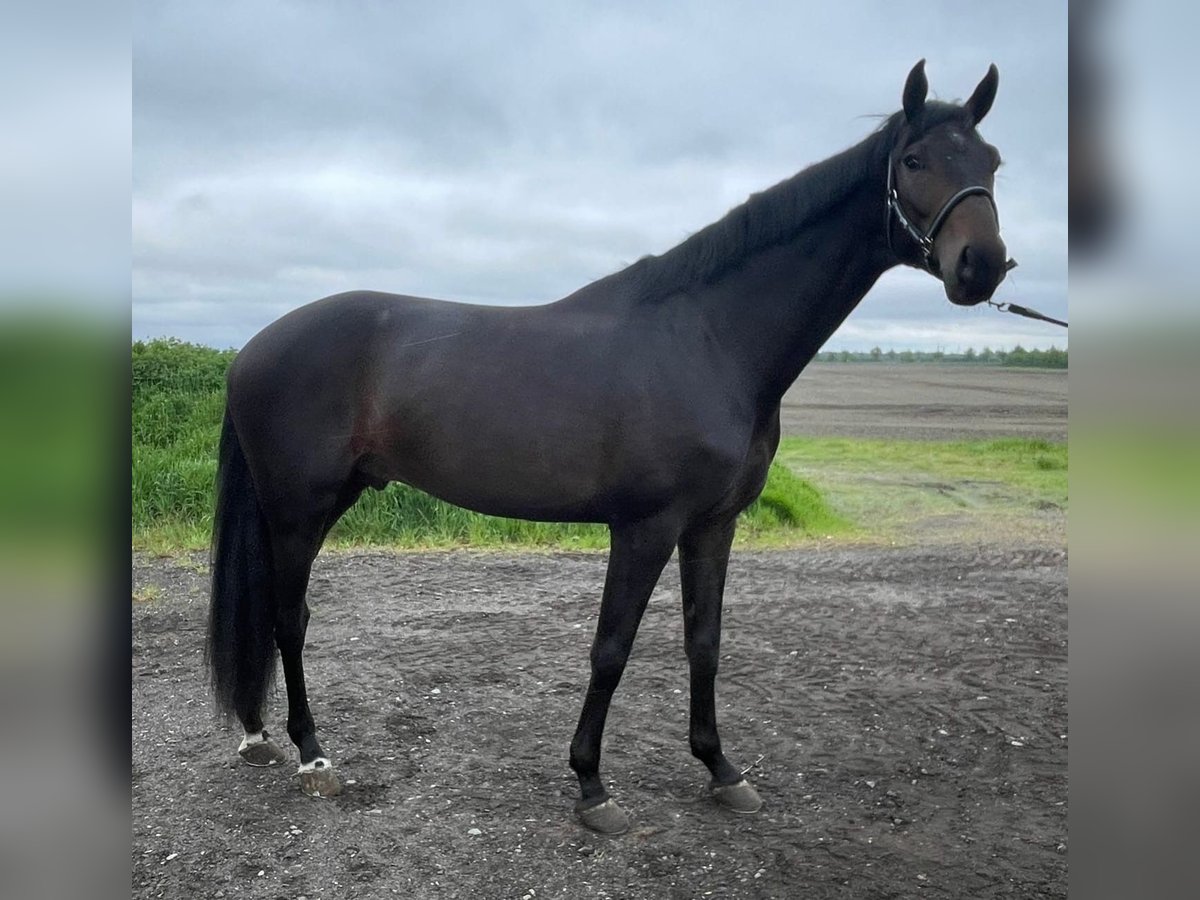 KWPN Hengst 3 Jaar 173 cm Donkerbruin in Twist