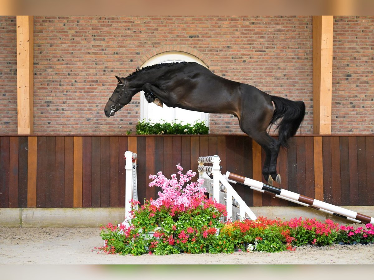 KWPN Hengst 3 Jaar 173 cm Zwartbruin in Bladel