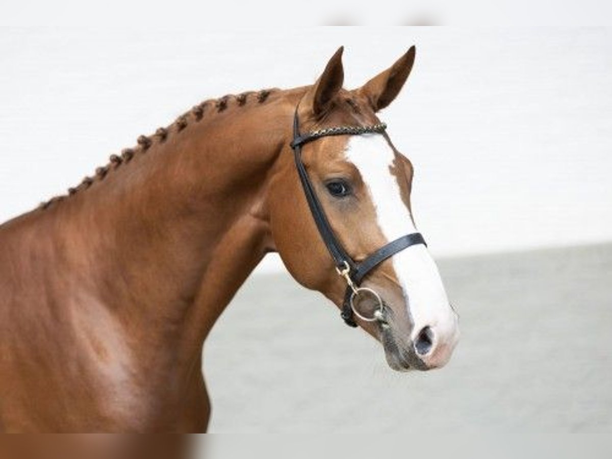 KWPN Hengst 3 Jaar 174 cm Bruin in Heerde