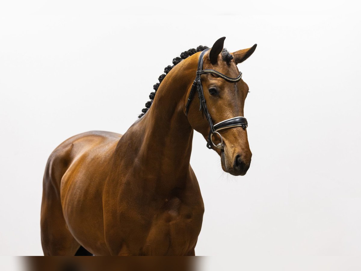 KWPN Hengst 3 Jaar 176 cm Bruin in Waddinxveen