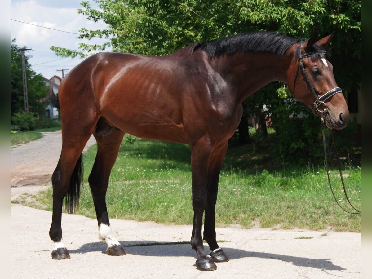 KWPN Hengst 3 Jaar 178 cm Bruin in Szarvas