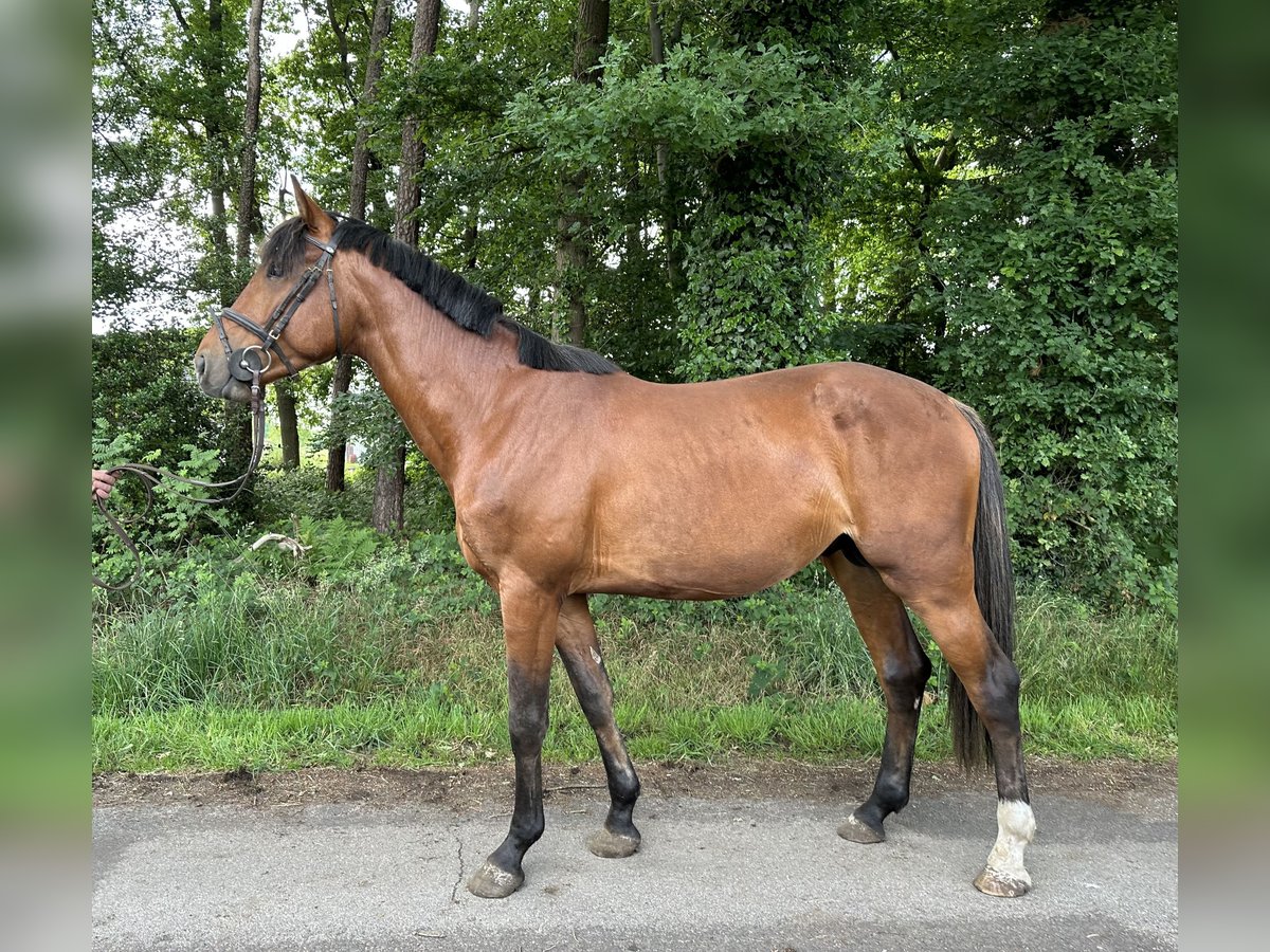KWPN Hengst 3 Jahre 161 cm Hellbrauner in Sch&#xFC;ttorf