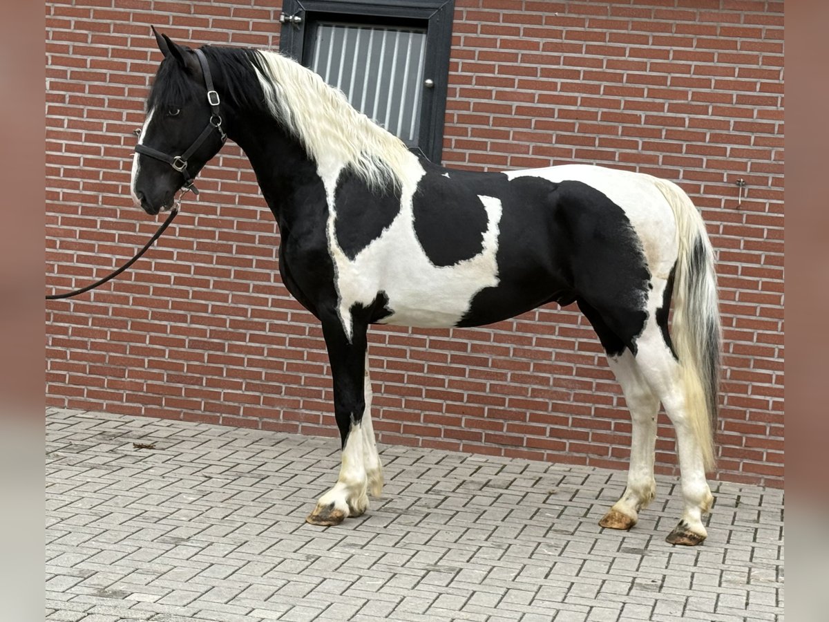 KWPN Hengst 3 Jahre 162 cm Schecke in Zieuwent