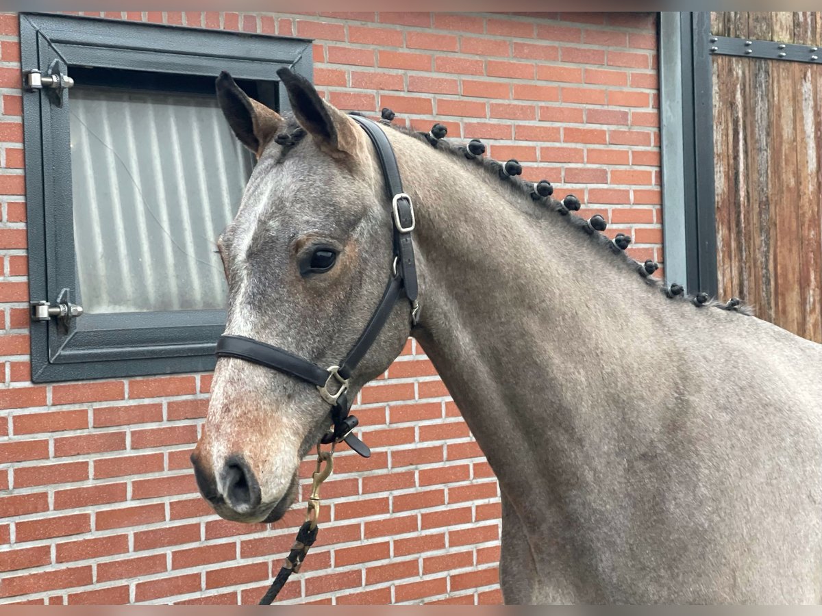 KWPN Hengst 3 Jahre 163 cm Schimmel in Zieuwent