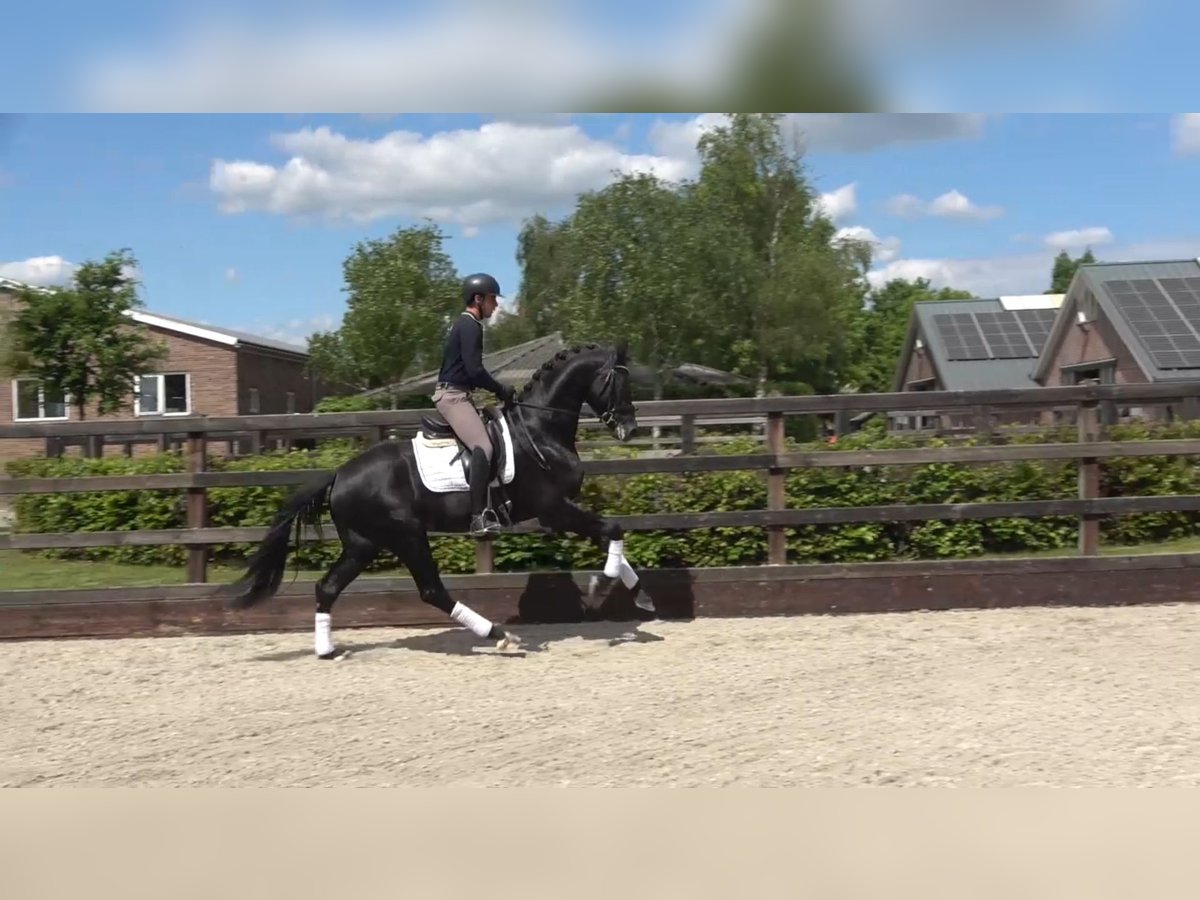 KWPN Hengst 3 Jahre 167 cm Rappe in Eibergen