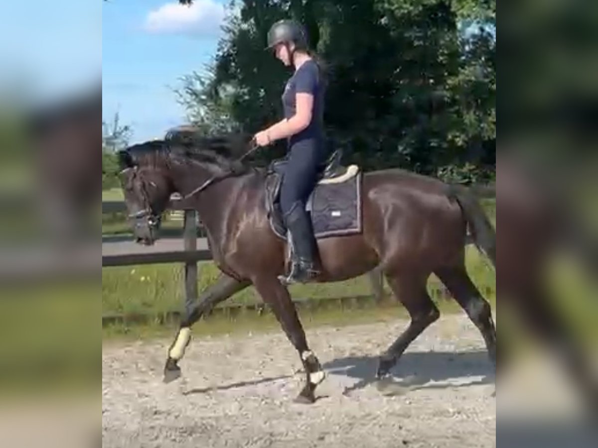 KWPN Hengst 3 Jahre 167 cm Rappe in Wamel