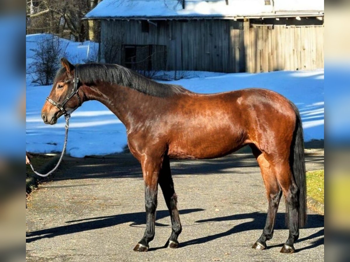 KWPN Hengst 3 Jahre 168 cm Brauner in Murska Soboda