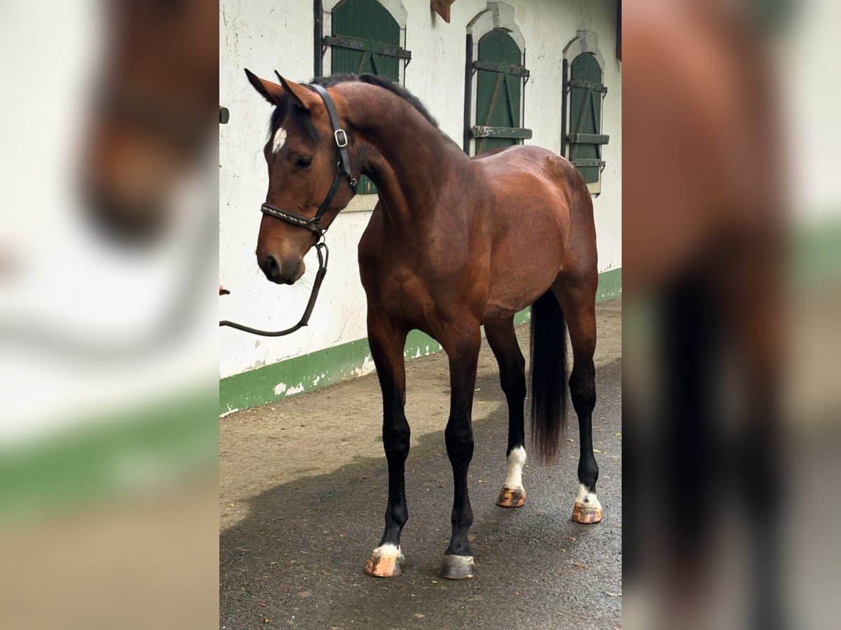 KWPN Hengst 3 Jahre 168 cm Brauner in Murska Soboda