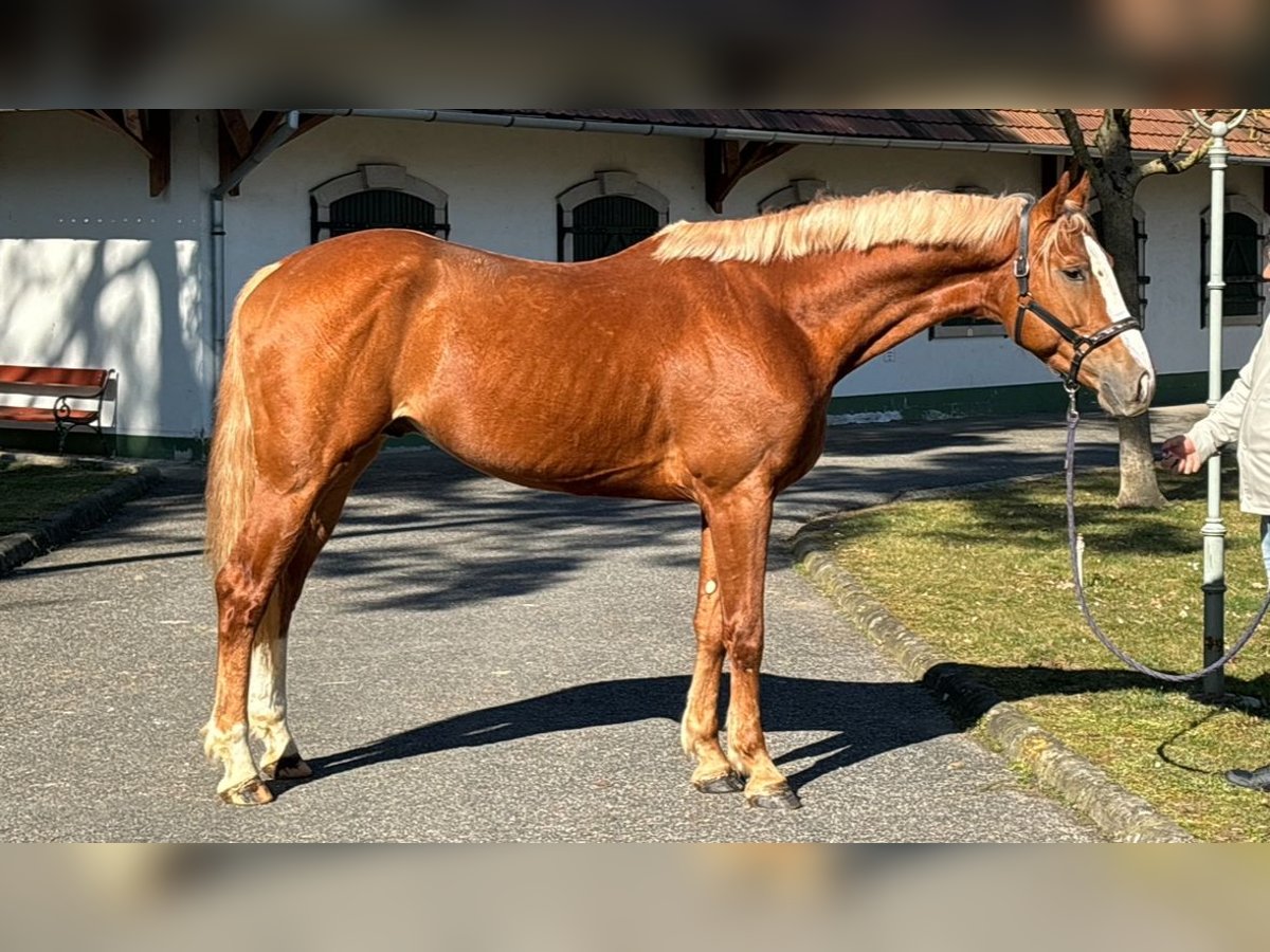 KWPN Hengst 3 Jahre 168 cm Fuchs in Murska Soboda