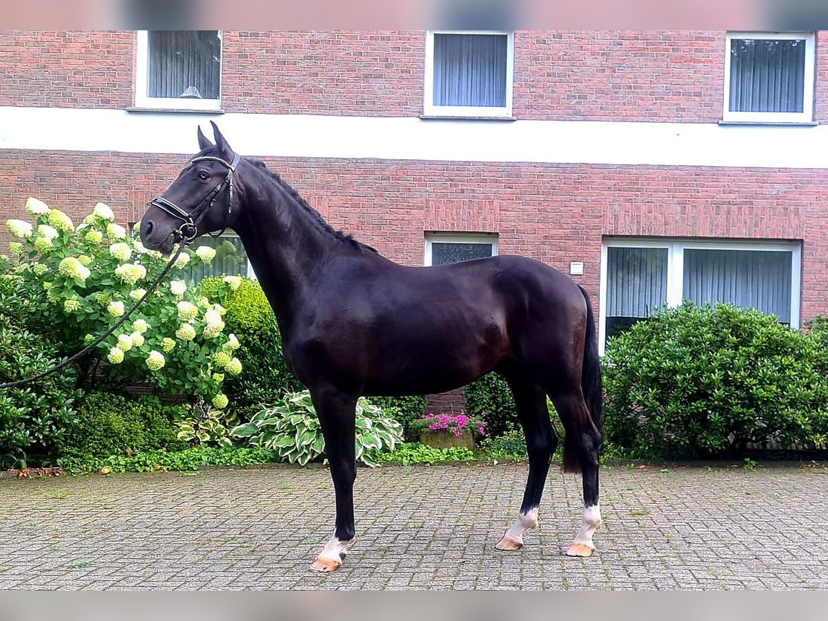 KWPN Hengst 3 Jahre 168 cm Rappe in Westerkappeln