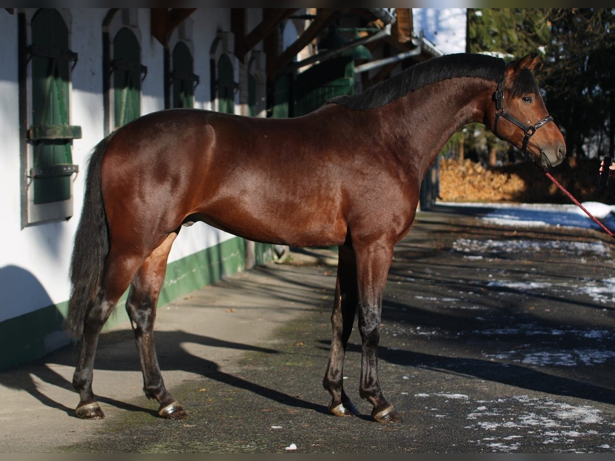 KWPN Hengst 3 Jahre 169 cm Brauner in Halbenrain