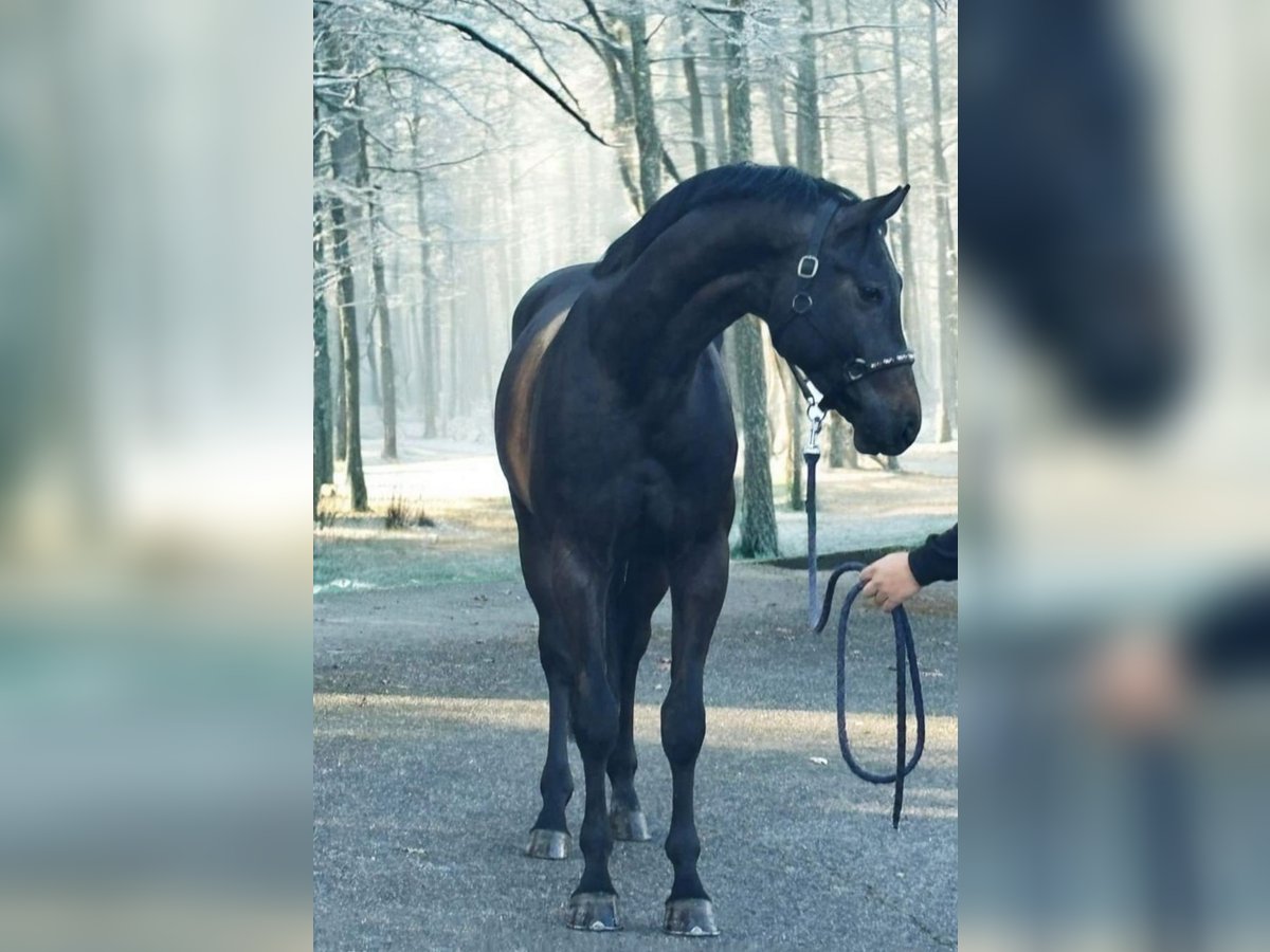 KWPN Hengst 3 Jahre 169 cm Rappschimmel in Murska Sobota