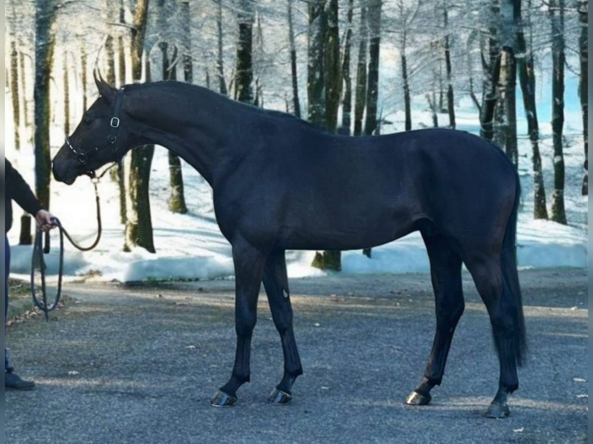 KWPN Hengst 3 Jahre 169 cm Rappschimmel in Murska Sobota