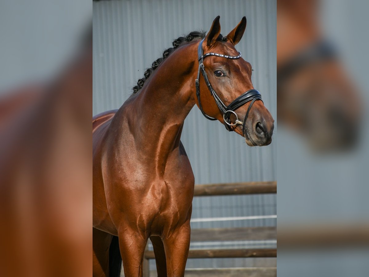 KWPN Hengst 3 Jahre 170 cm Brauner in Loon op Zand