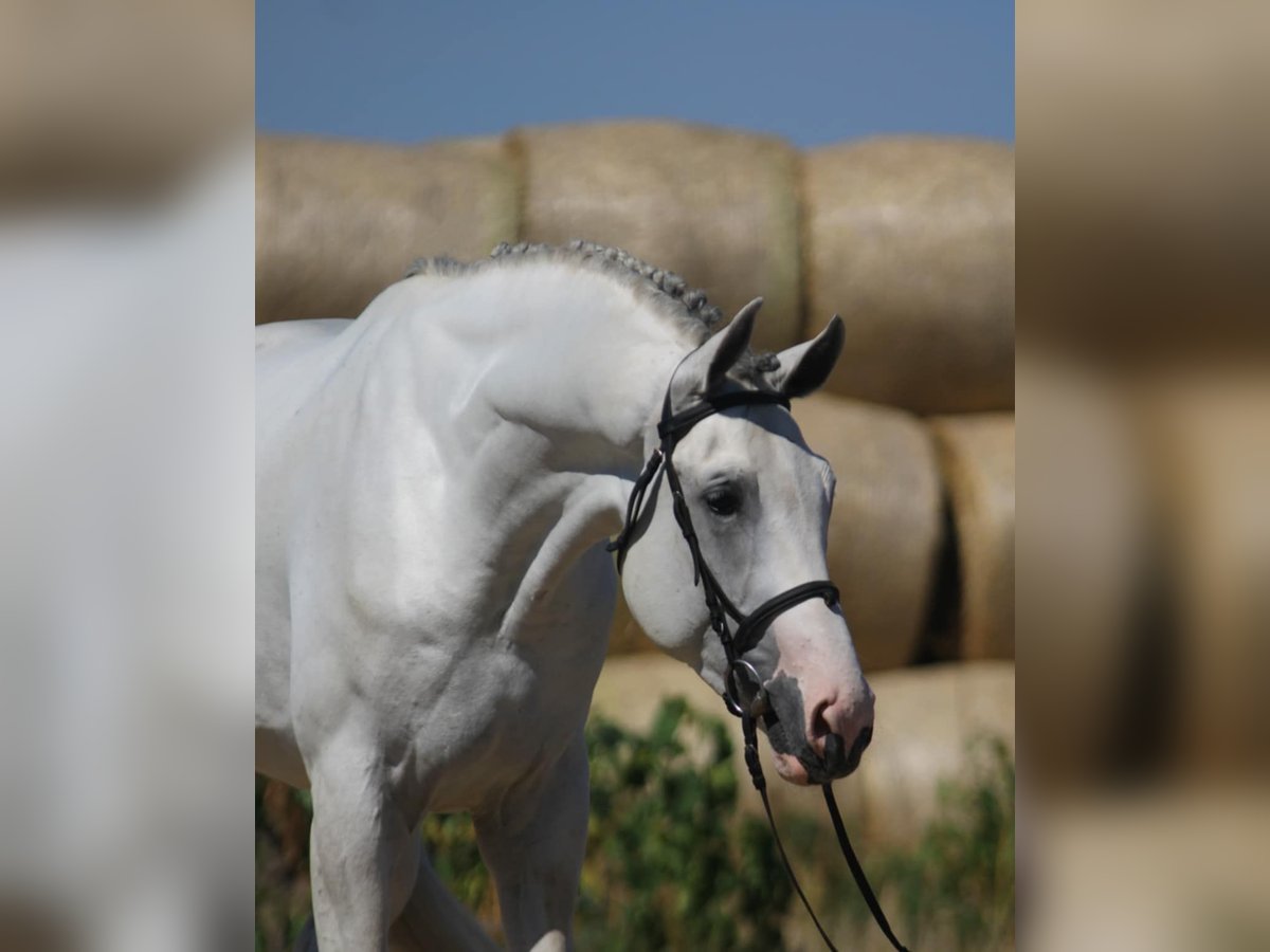 KWPN Hengst 3 Jahre 172 cm Schimmel in Gyula