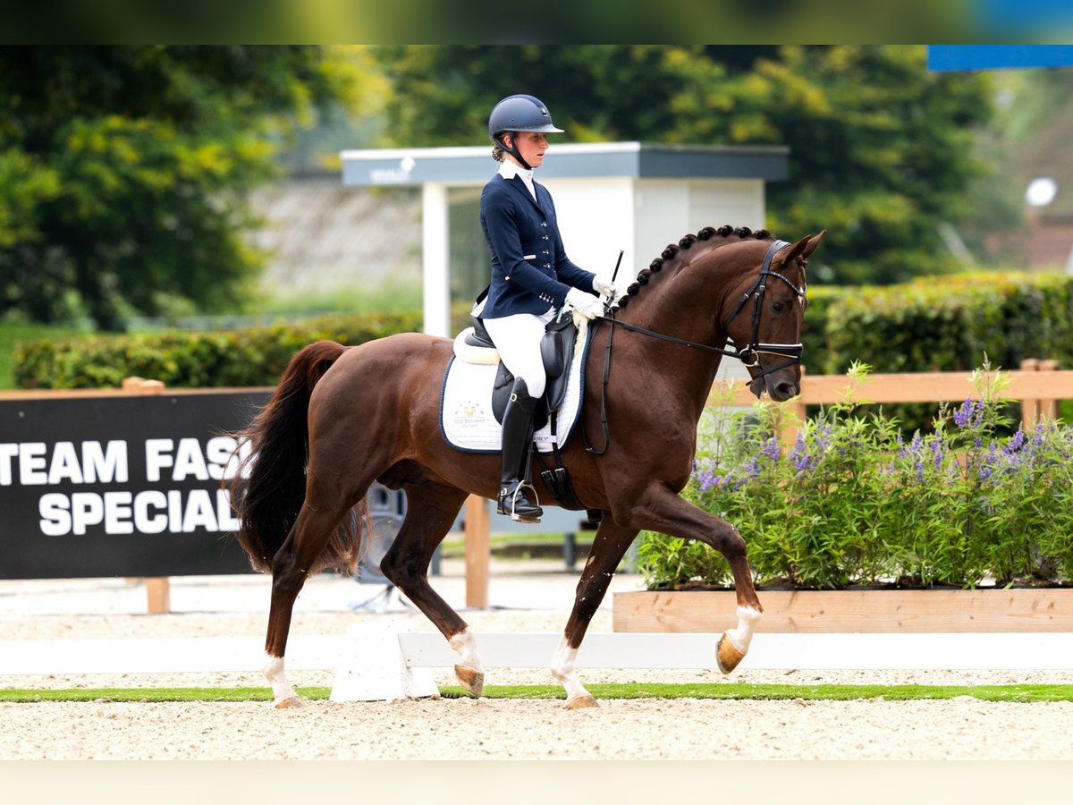 KWPN Hengst 4 Jaar 165 cm Bruin in Gieten