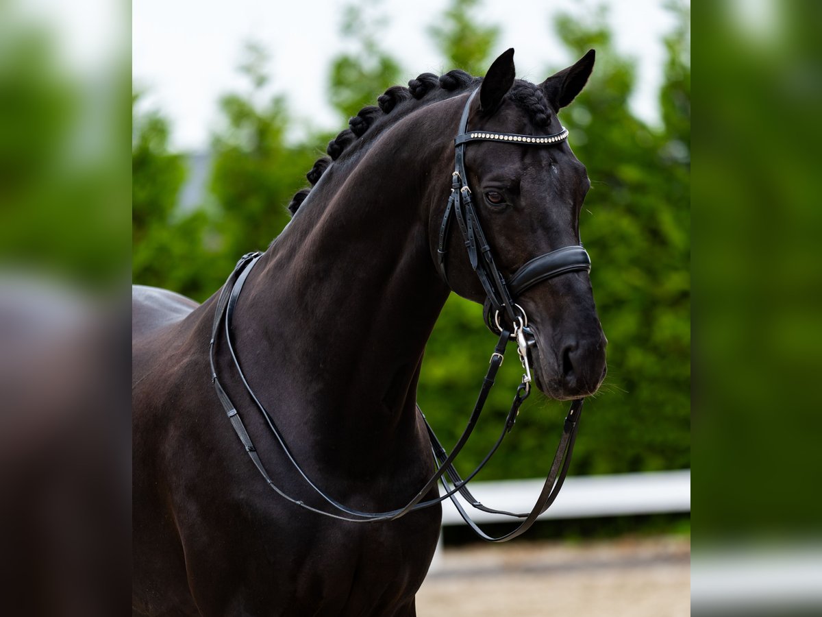 KWPN Hengst 4 Jaar 170 cm Bruin in Wijhe