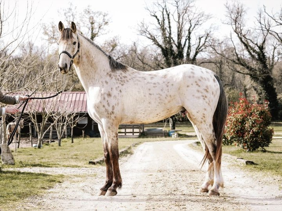 KWPN Hengst 4 Jaar 171 cm Appaloosa in Castres-Gironde