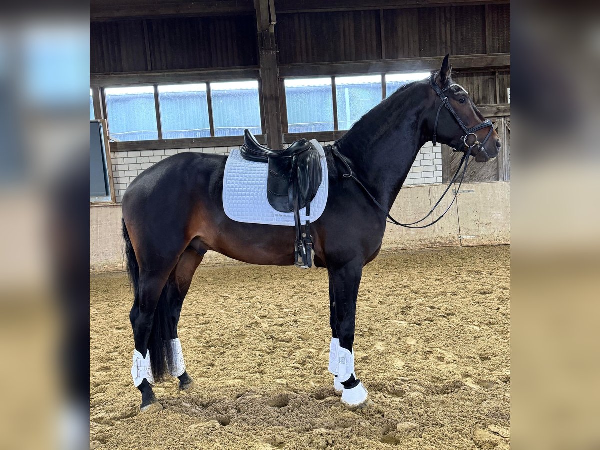 KWPN Hengst 4 Jaar 172 cm Donkerbruin in Ratingen